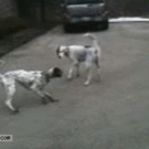 Dog fakes own death while playing