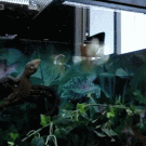 Gecko flips to catch a butterfly