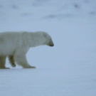 Polar bear ice breaking fail