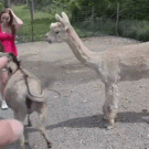 Jealous donkey chases llama away