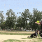 Border Collie backflips after frisbee