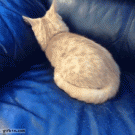Cat hiding in a couch