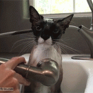 Cat taking a shower in kitchen sink