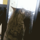Cat fight self in mirror