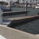 Dog chases seals off dock