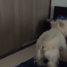 Westie jumps after ball