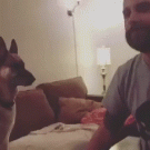 Dog high-five pranks guy