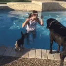 Small dog jumps on larger dog in the swimming pool