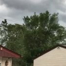 Tree catches fire from power lines
