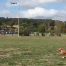 Dog jumps for drone