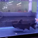 Gulper catfish eats tank mate
