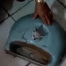 Kitten saved after getting stuck in sink hole