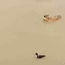 Tiger hunting duck on water
