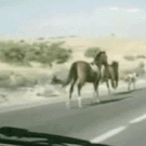 Horse vs car