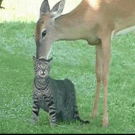 Deer licking a cat