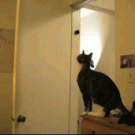 Cat jumps on door