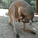 Kangaroo licking its balls