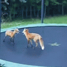 Fox trampoline bounce fail