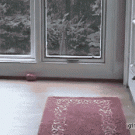 Dog comes in through the cat door