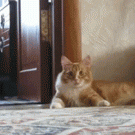 Cat gets up and walks