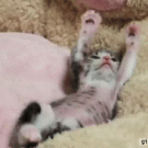 Kitten streching