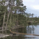 Giant Louisiana sinkhole swallows trees