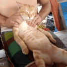 Cat gets a massage