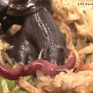 Snail eats worm