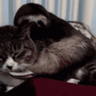 Sloth cuddles cat