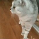 Dramatic cat sees self in the mirror