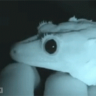 Crested gecko pupils vs. light