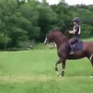 Hesitant horse jumps over small obstacle