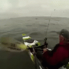 Kayaker has whale encounter