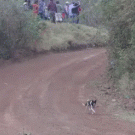 Race car jumps over dog