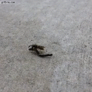 Wasp takes off on hoverbike