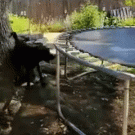 Dog uses trampoline to play fetch