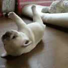 Cute rolling puppy
