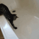 Cat in bath-tub