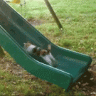 Cat on slide