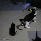 Cat bends backwards