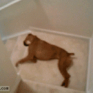 Dog going down stairs