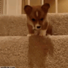 Puppy vs. stairs