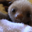 Cute baby sloths