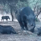 Rhino vs. warthog
