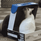 Bully cat stuffs cat in a box