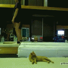 Somersault scares cat