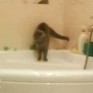 Cat jumps over bath tub