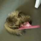 Cat plays with slipper