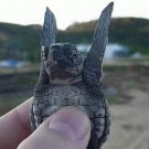 Cute baby turtle