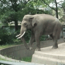 Zoo elephant sprays mud on visitor